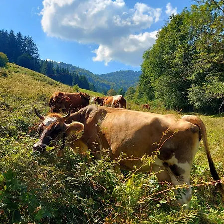 Haus Hees - Urlaub Im Gletscherkessel Praeg * Todtnau